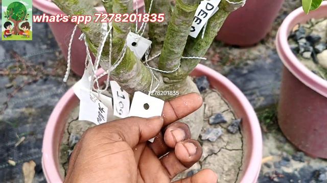 MULTI COLOUR ADENIUM PLANTS AVAILABLE... CHEPAST PLEASE. #multigrafting #multicolour #adenium смотреть онлайн