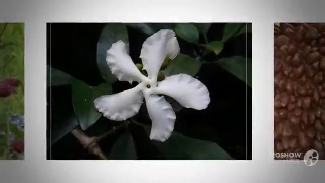 Tabernaemontana - garden plants смотреть онлайн