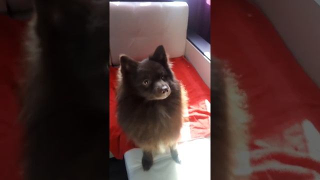 Шоколадный шпиц мальчик смотреть онлайн