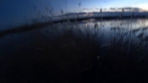 Охота на гуся в Казахстане, казара пришла на озеро 2021.