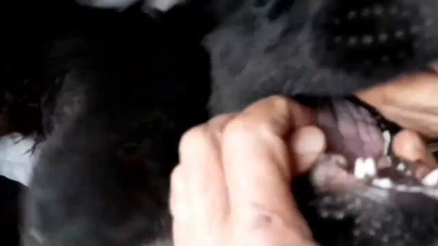 У собаки - зубы как у акулы в два ряда. смотреть онлайн