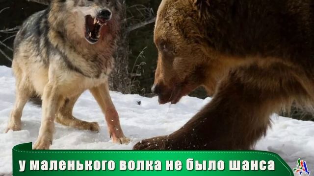 Оскалив пасть, на задних лапах стоял огромный МЕДВЕДЬ - вокруг него кружились пять матёрых волков смотреть онлайн