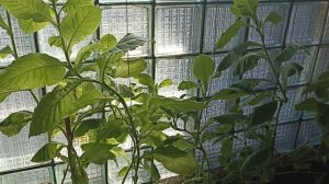 Выращивание табака на подоконнике.