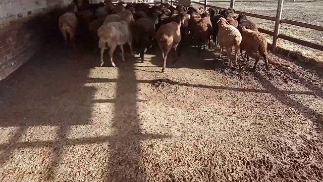 гиссарские овцы 27 февраля 2023 год смотреть онлайн