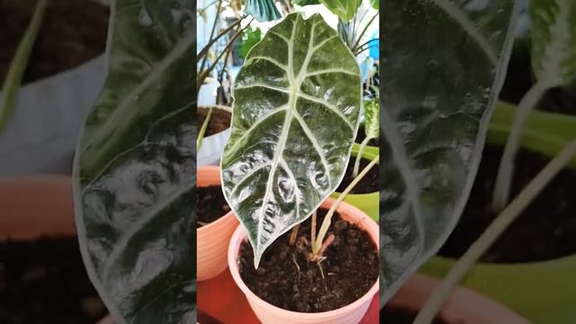 Alocasia Suhirmaniana Raksasa