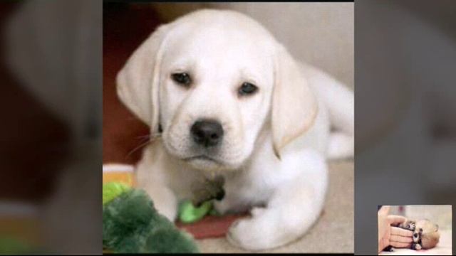 Топ-5 самых преданных пород собак смотреть онлайн