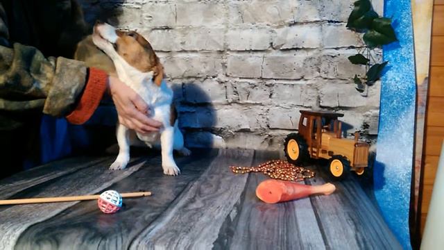 Джек рассел терьер. Продажа щенков. Питомник. +7 904 650-19-96 смотреть онлайн