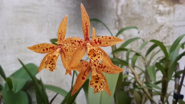 Brassocatteya Haku Gem 'Precious' (Cattleya Tangerine Jewel x Brassocatteya Richard Mueller) смотреть онлайн