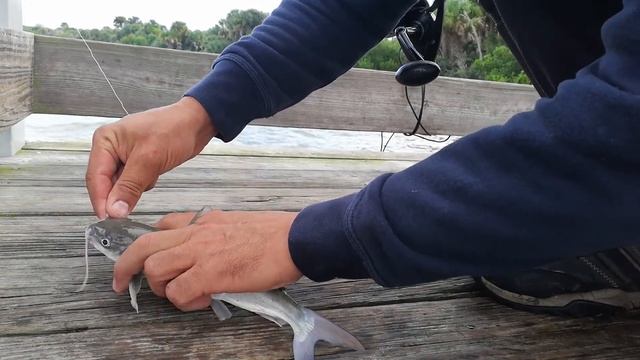 Как Снять С Крючка И Держать Кэт Фиш - Морского Сома Вариант#1 How To Unhook and Hold A Catfish смотреть онлайн