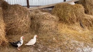 Уход за домашними животными.