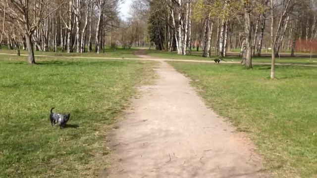 Бультерьер, Чих и друзья смотреть онлайн