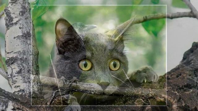 Как один случай превратил нас с котом в лучших друзей смотреть онлайн