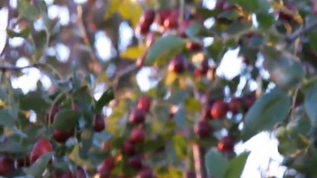 Вищетарасівка. Зізіфус. Жовтень 2018 смотреть онлайн