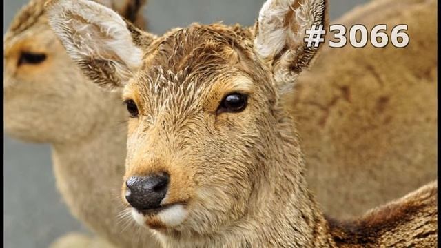 #3066. Олени (В мире животных) смотреть онлайн