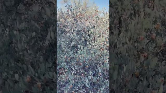 Wild Desert Jojoba in my yard! смотреть онлайн