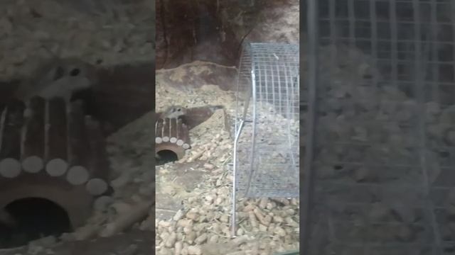 Монгольская песчанка ??