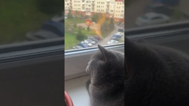 Почему коты крякают при виде птиц? #котики #биология смотреть онлайн