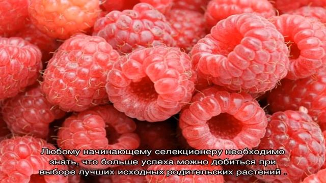 Как получить гибрид смотреть онлайн
