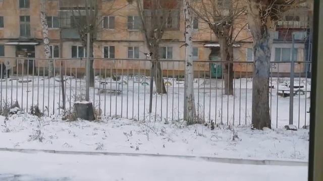 наблюдаем за сорокой.mp4 смотреть онлайн