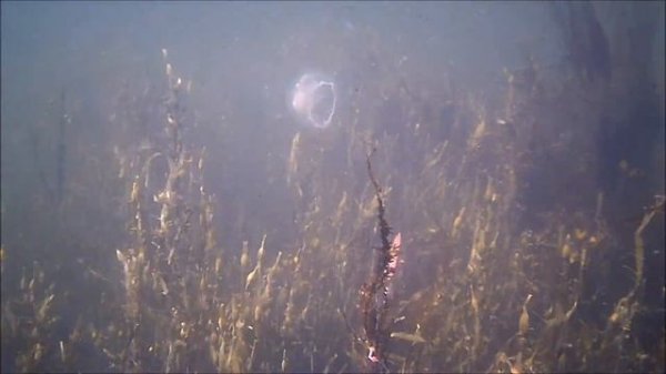 Rc Fishing Boat Catches FISH While Fishing Underwater Camera Footage Homemade DIY Airboat