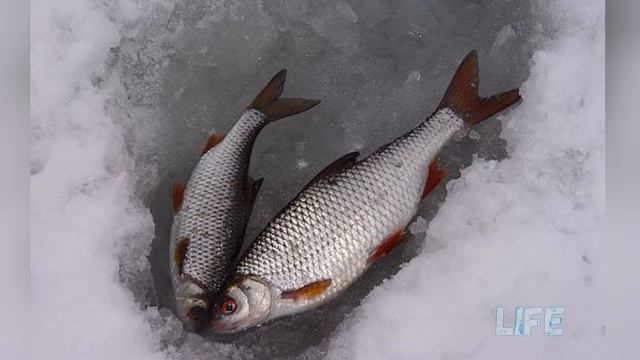 Как наловить ящик плотвы по последнему льду? как ловить плотву в марте? смотреть онлайн