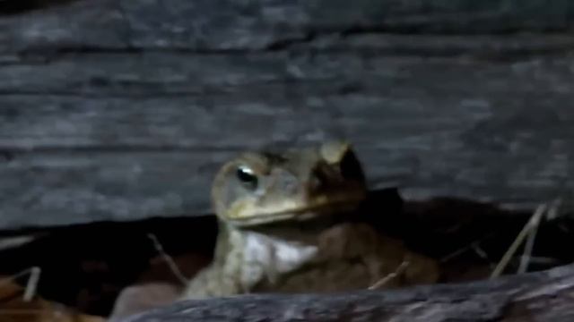 Façons Honteusement Stupides Dont les Animaux Sont Morts Pendant la Chasse смотреть онлайн