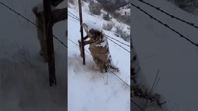 Rough way to go… смотреть онлайн