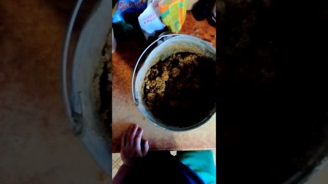 каша телятам или как я кормлю бычка смотреть онлайн