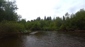 Попали на хороший клев хариуса..