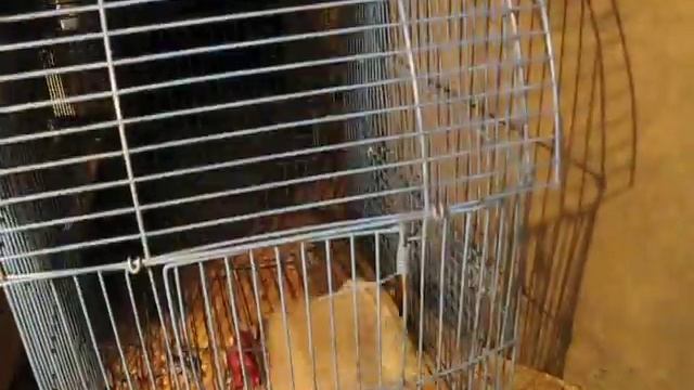 Поймал крысу и она ОРЕТ!111 смотреть онлайн