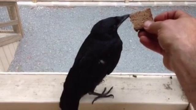 Воронёнок Вася (часть 2) смотреть онлайн