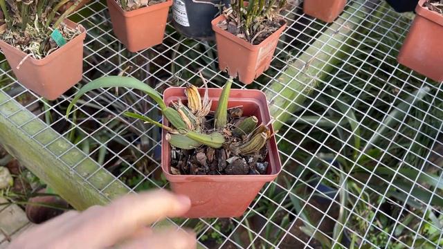 Orchid SOS: How I Rescued My Wilting Plant with a Single Trick смотреть онлайн