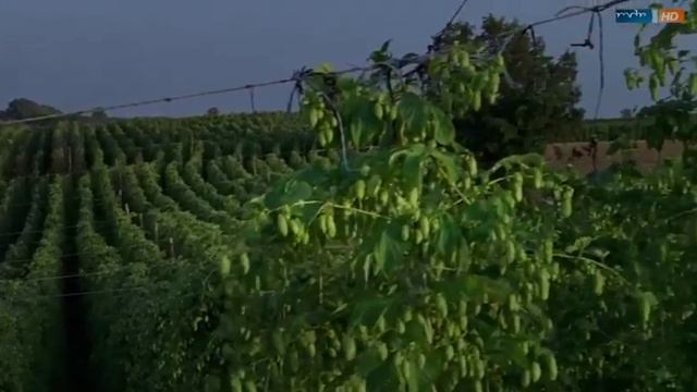 Hopfensommer Liebesfilm DE 2011 HD смотреть онлайн