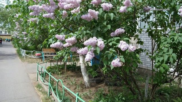 Андрей Обидин - Нежная мелодия смотреть онлайн