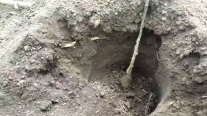 Посадка деревьев весной и осенью правильно приживаемость 100%.