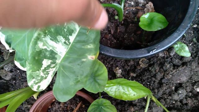 How to grow more Alocasia young babies/Wild Planting Techniques #alocasiacare смотреть онлайн