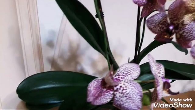 #GVOS2020 Phalaenopsis Cleopatra. Орхидея #Клеопатра смотреть онлайн