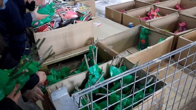 ОБЗОР 2021. ВЫБОР САЖЕНЦЕВ РОЗ В МАГАЗИНЕ "СВЕТОФОР". БУРЯТИЯ. смотреть онлайн