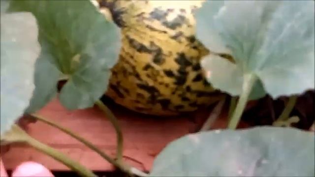 Как я выращивал Дыню Золото Скифов в 2021 году How I grew Melon Gold of the Scythians 我是如何種植斯基泰金瓜的 смотреть онлайн