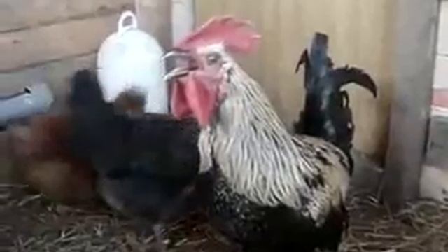 Приколы: Петух завис! Петух очень долго кукарекает. смотреть онлайн