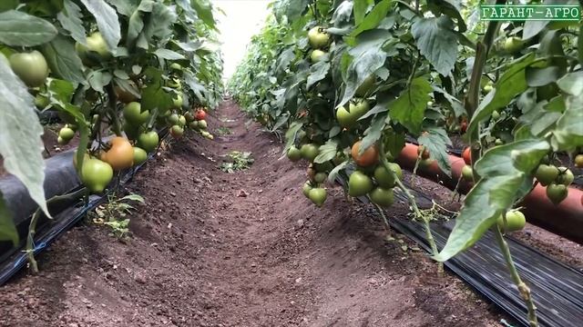 Сбор томатов у Михаила Геннадьевича, состояние на 5 ноября 2018 смотреть онлайн