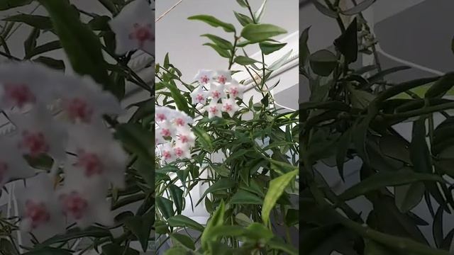 Хойя Bella Белла расцвела смотреть онлайн