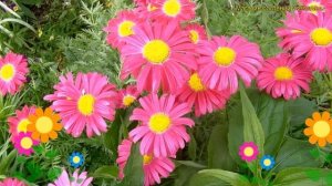 Пиретрум розовый Робинзон Роуз. Краткий обзор, описание характеристик pyretrum roseum Robinson Rose