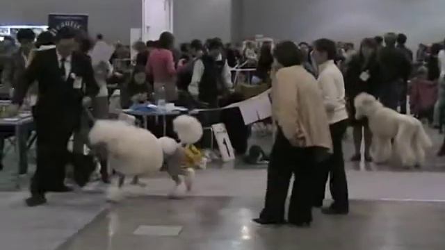 DeltaPal2010_standard poodles3 смотреть онлайн