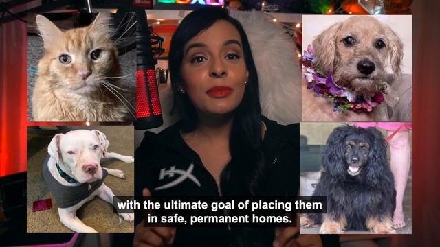 How Little Rock Games are Helping Pets Find Homes | HyperX Good Game смотреть онлайн