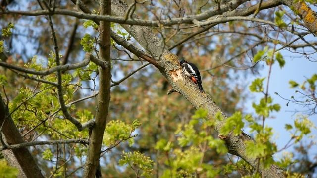 Пёстрый дятел.Spotted woodpecker. смотреть онлайн