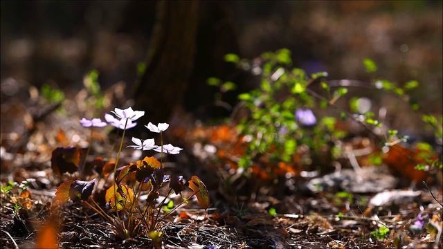 한국의 야생화 - 깽깽이풀(Jeffersonia dubia) смотреть онлайн