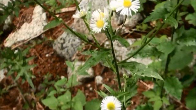 Erigeron philadelphicus смотреть онлайн