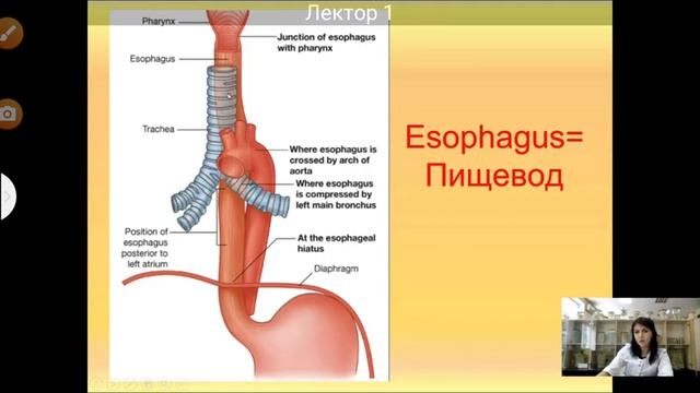 Digestive System Organ (Anatomy) Lecture