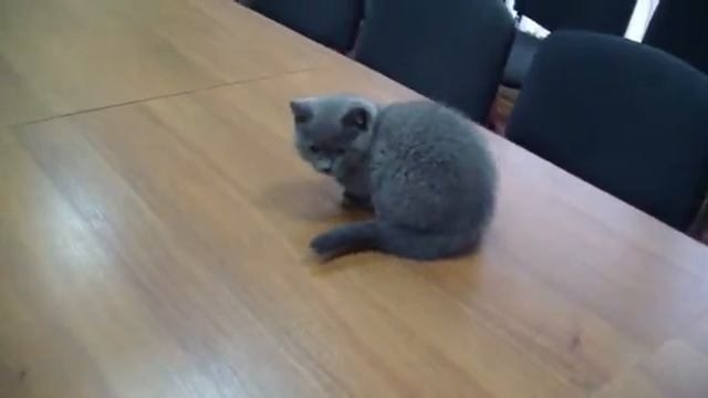 Клип №0432 - выставка кошек PCA online